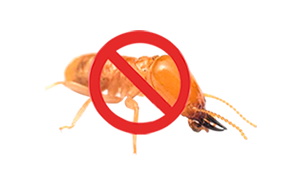 Garrapata