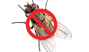 Mosquito